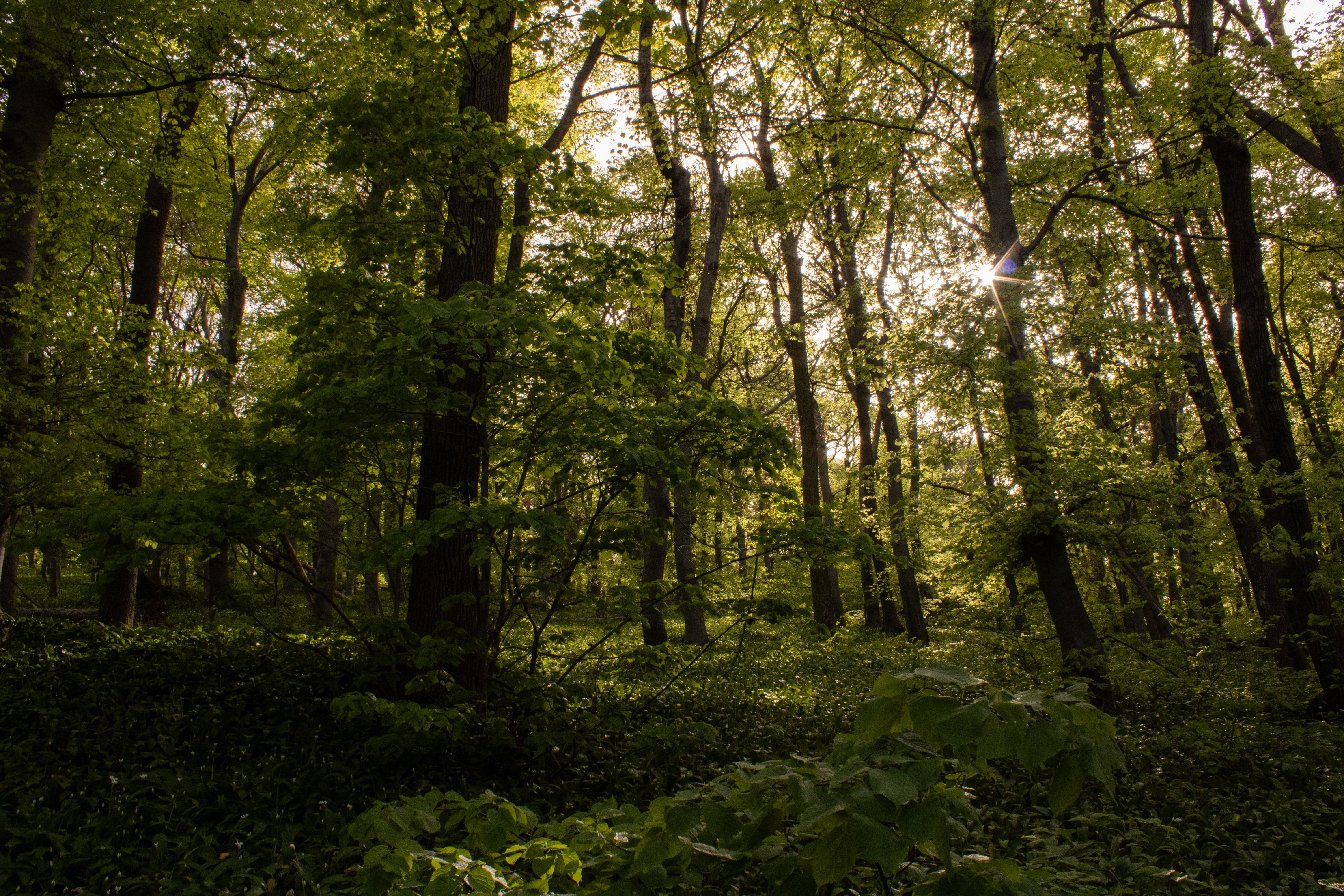 Dense native forest plantation