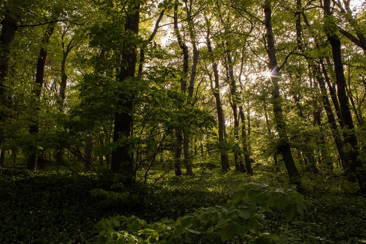 Dense native forest plantation