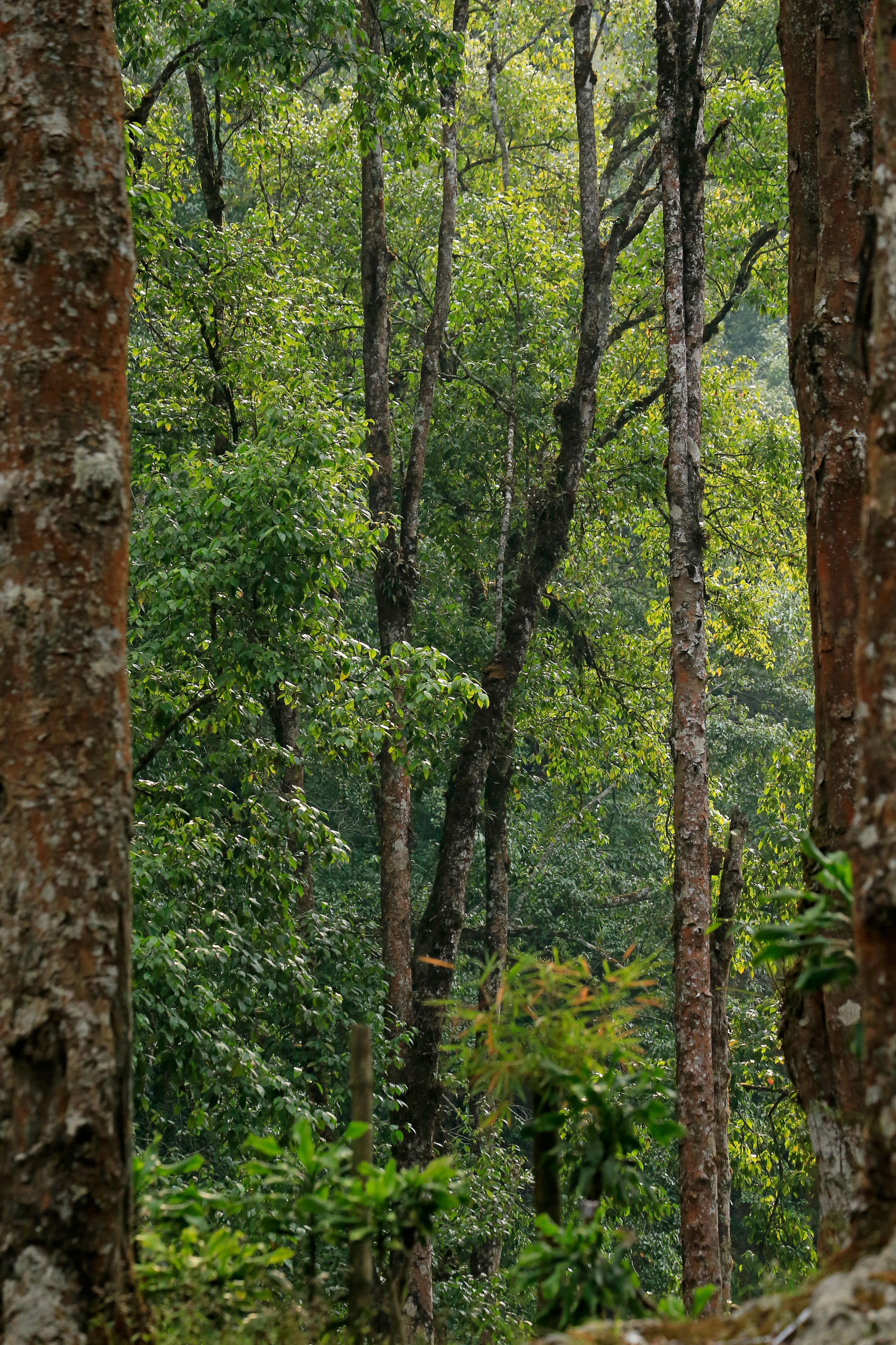 Forest N Flora gallery 1