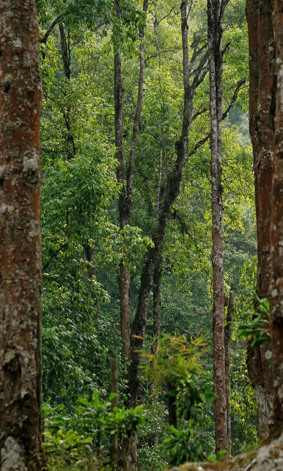 Forest N Flora gallery 1