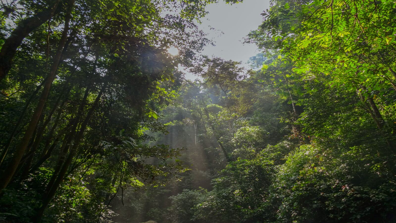 Miyawaki forest development in Nagpur