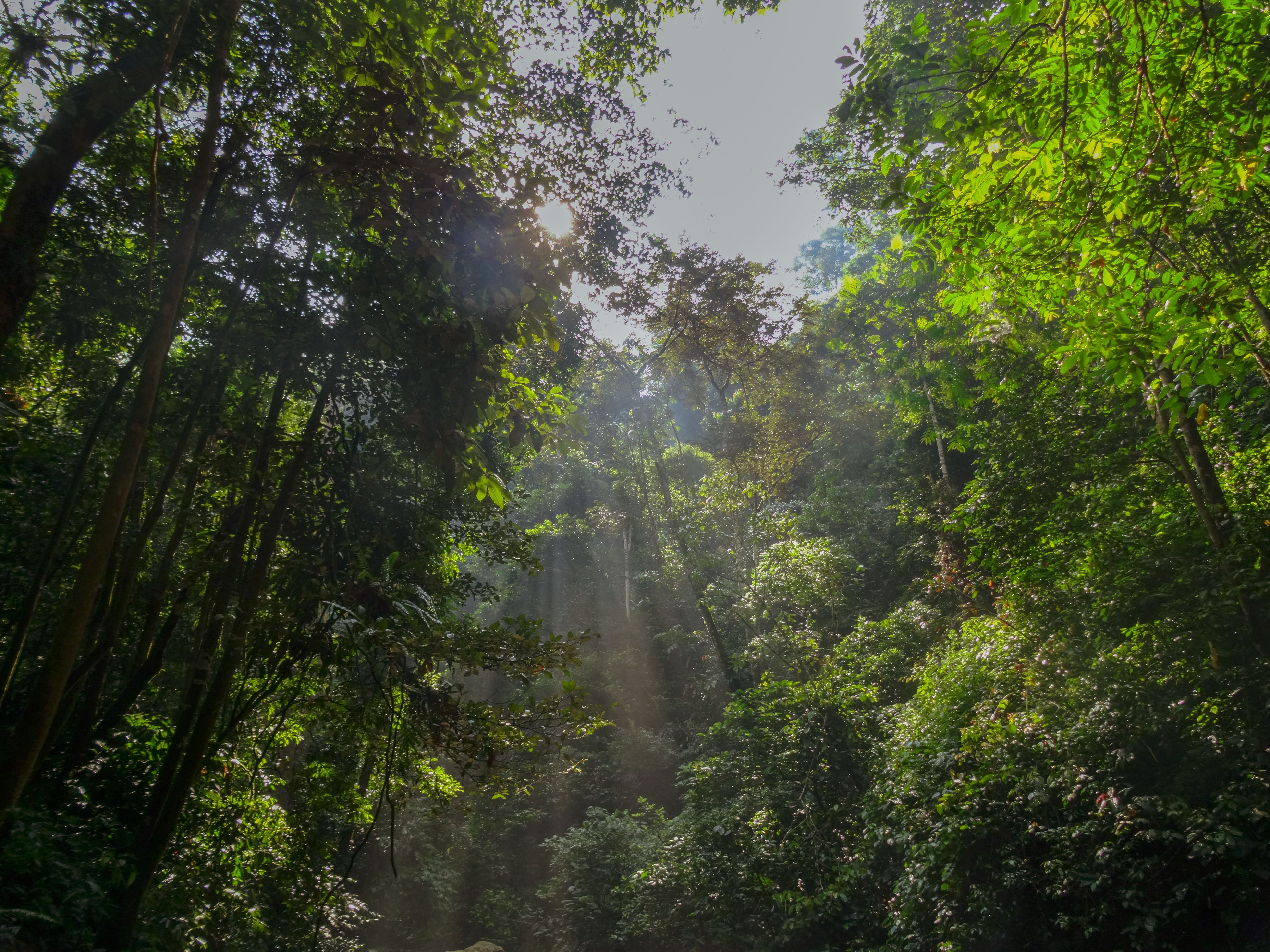 Miyawaki forest development in Nagpur