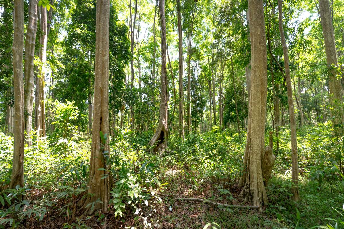 Miyawaki Plantation at Butibori MIDC, Nagpur