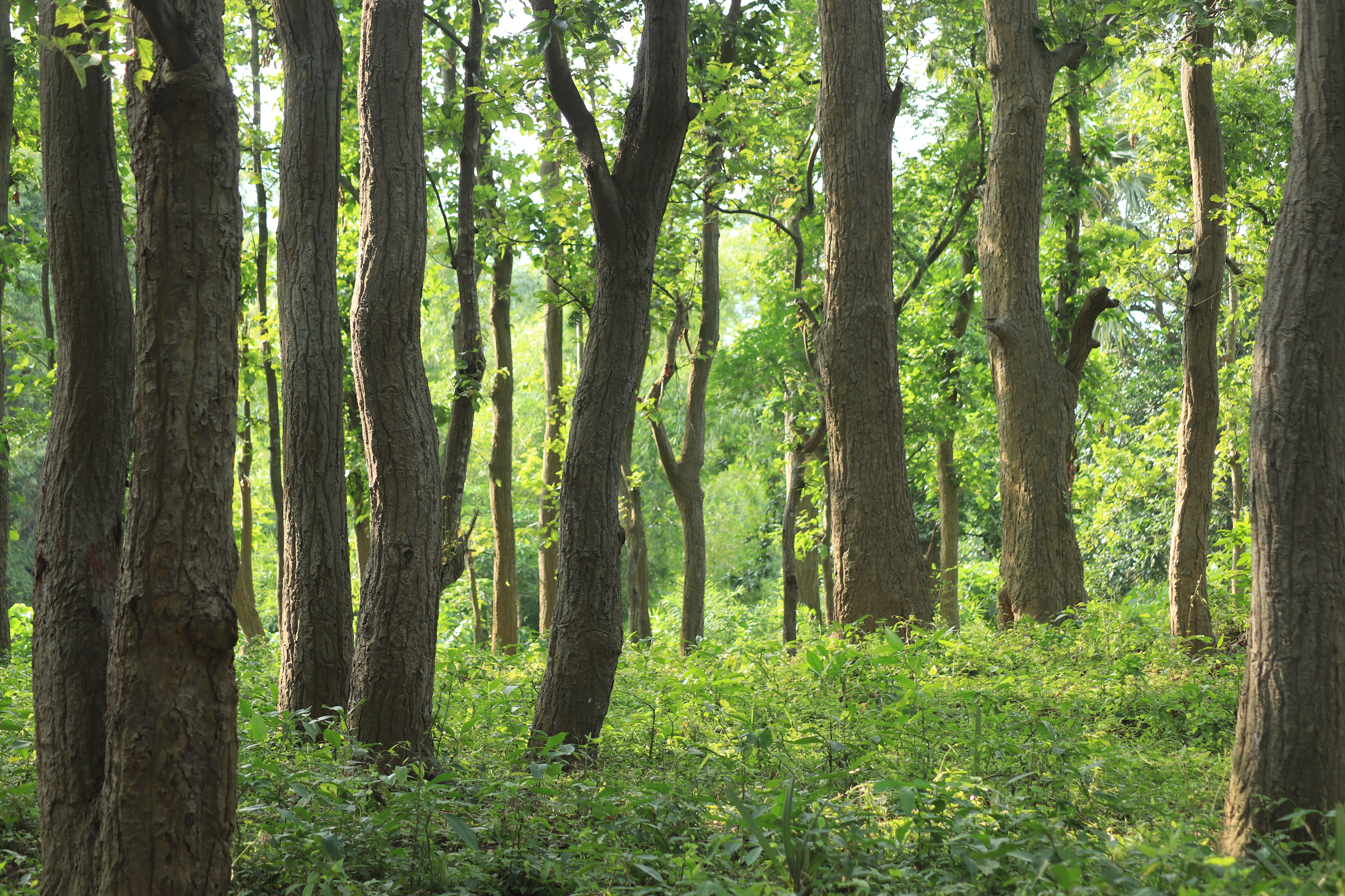 Miyawaki Forest