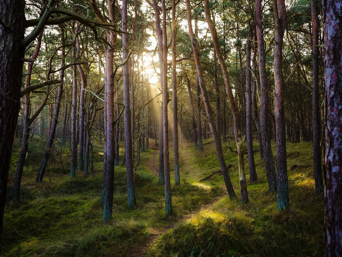 Miyawaki Forest