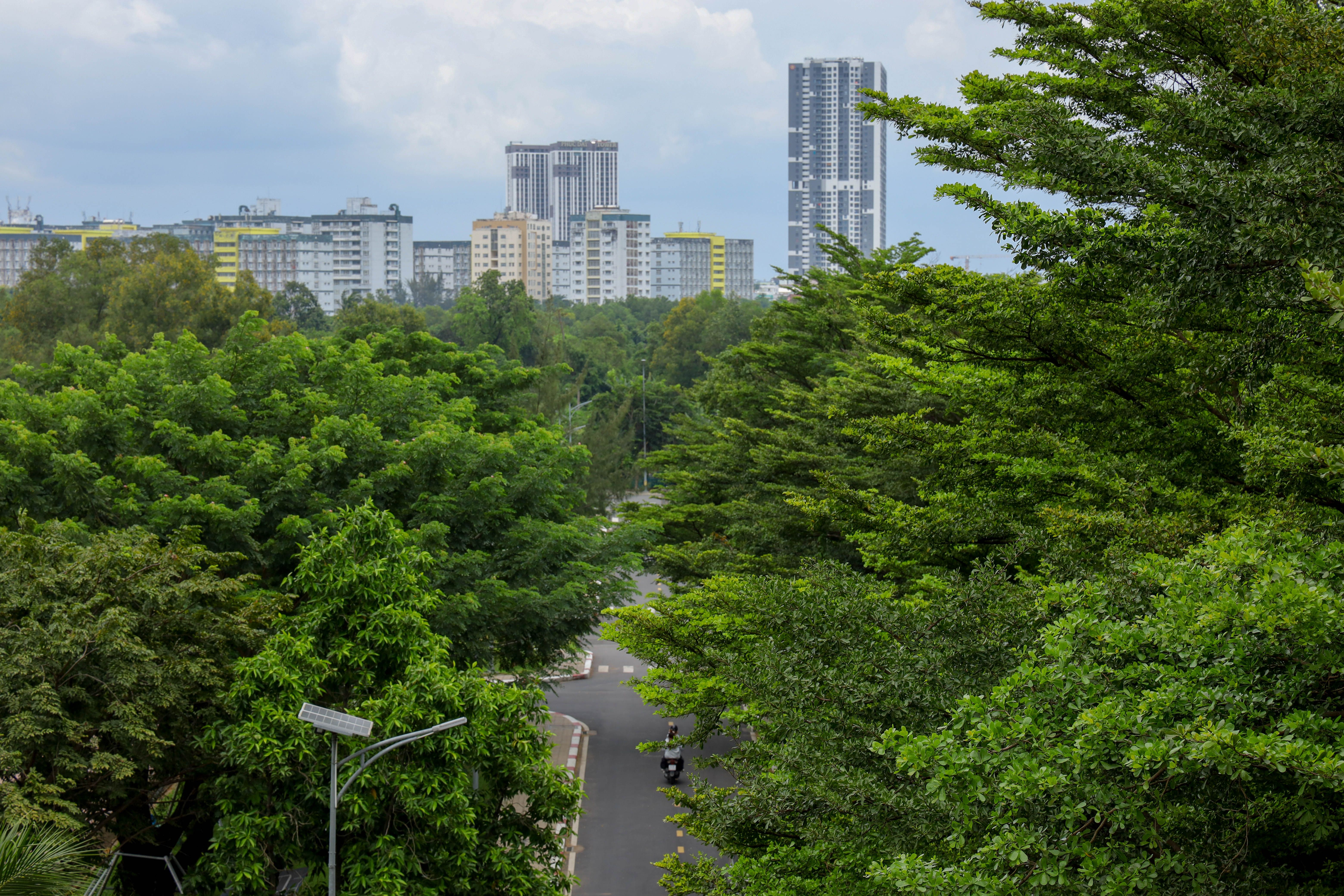 Urban Dense Forest