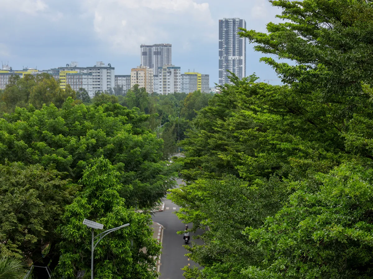 Urban Dense Forest