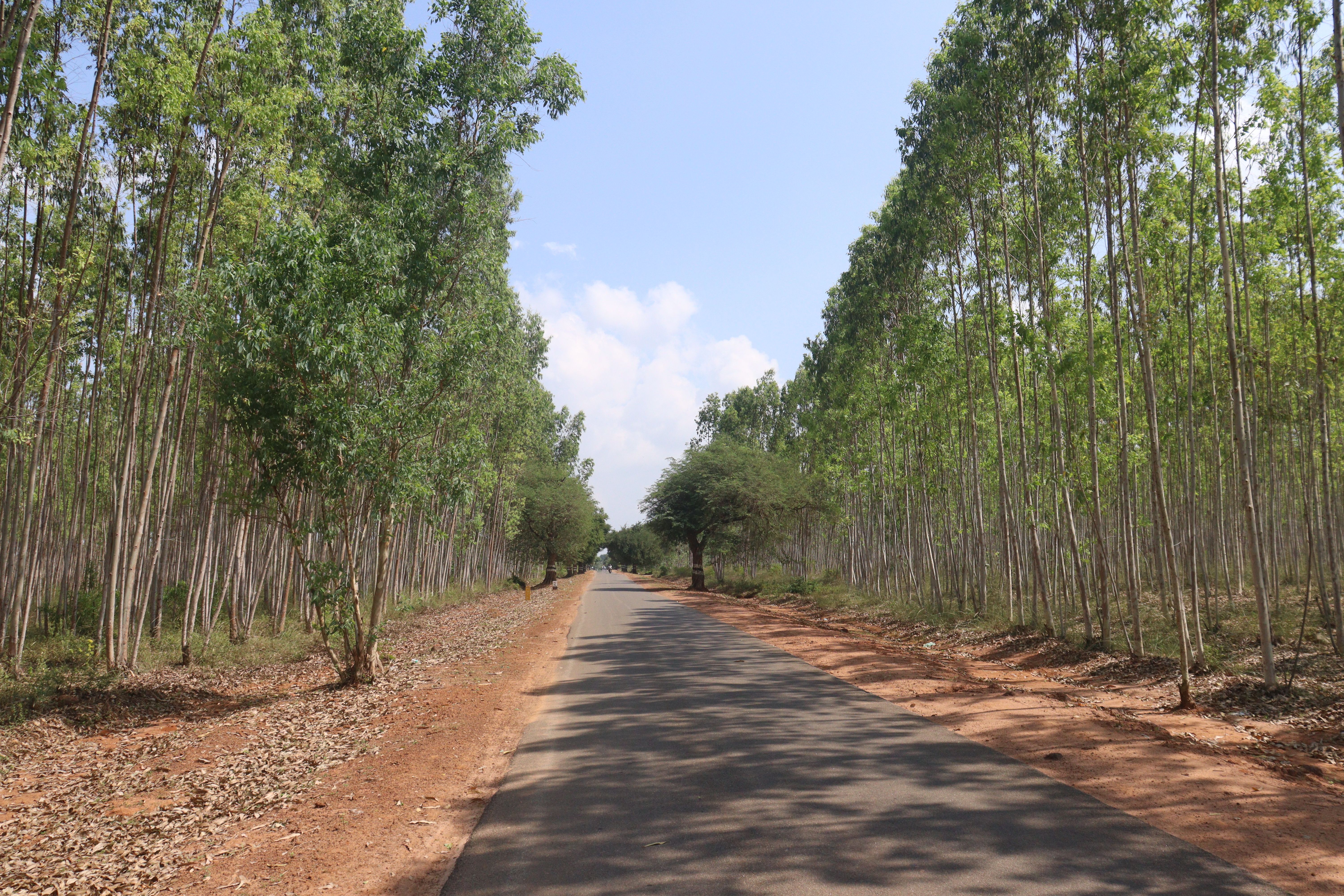 Avenue Plantation