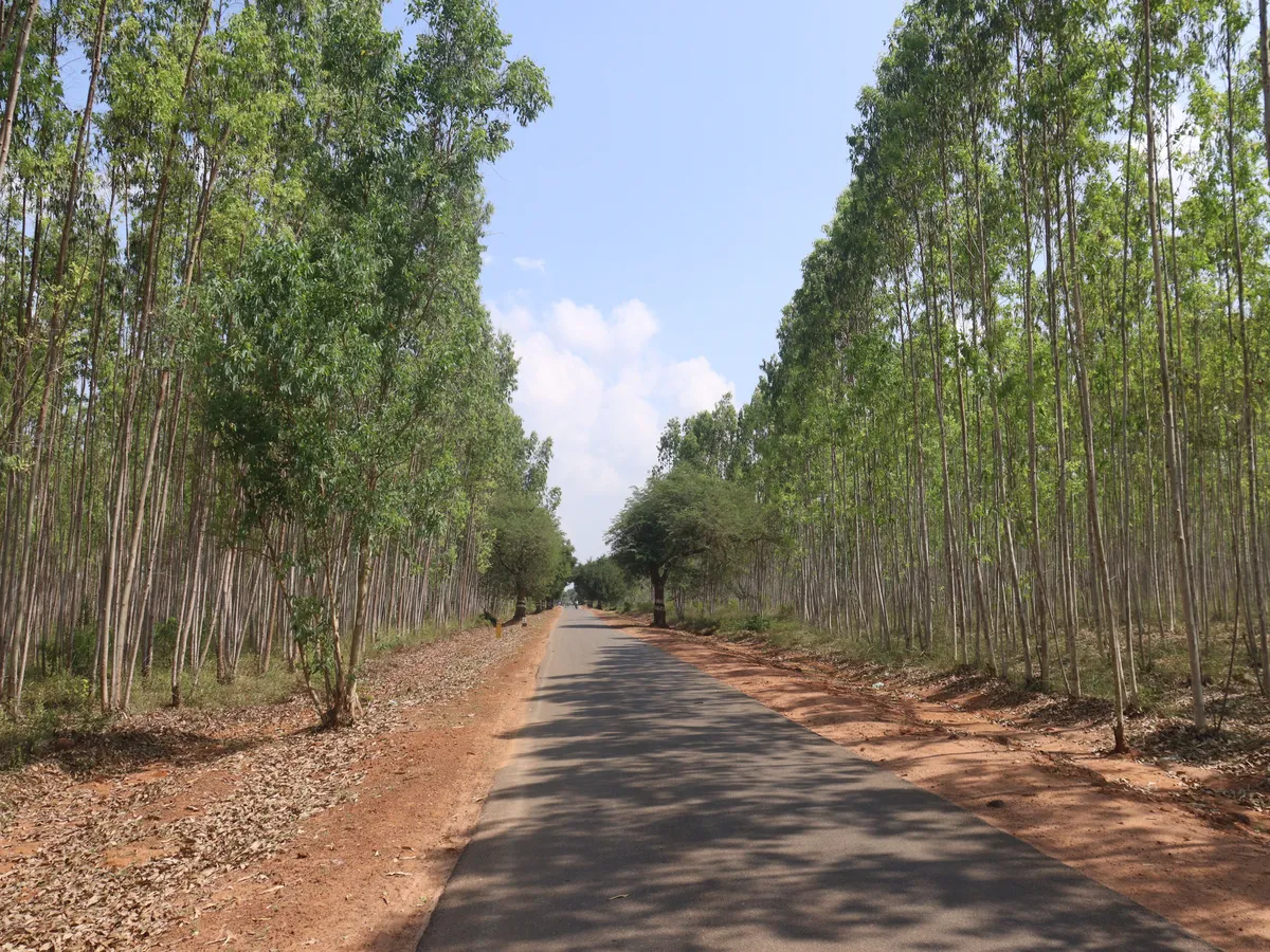 Avenue Plantation