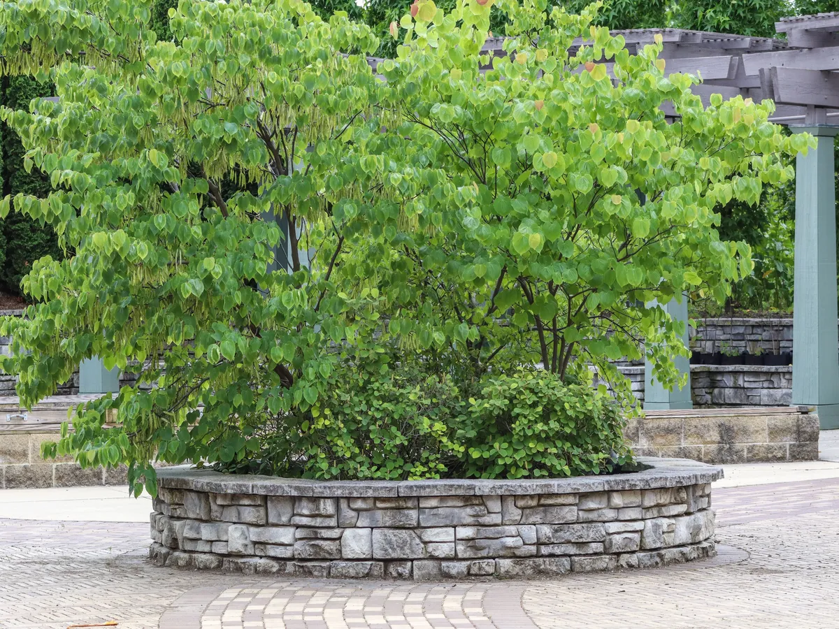 Garden Development
